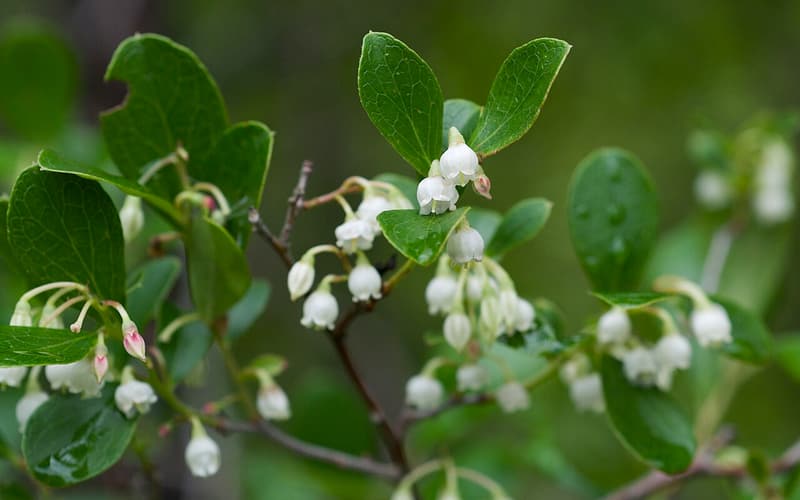 Farkleberry (Vaccinium arboreum) sprays of small white bell flowers among glossy leaves