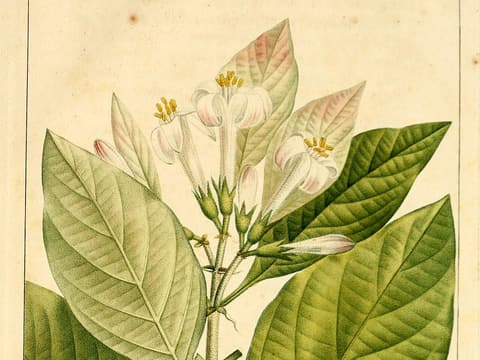 Fevertree (Pinckneya bracteata) coloured plate of a flowering branch with pale pink leaf-like sepals