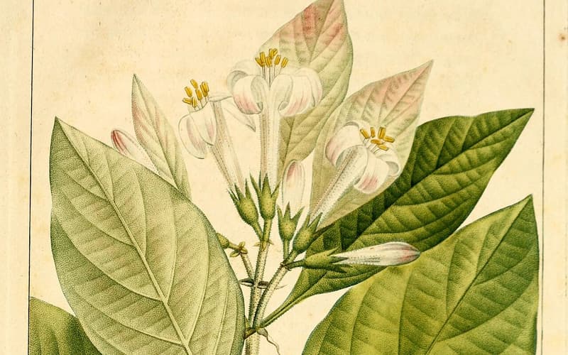 Fevertree (Pinckneya bracteata) coloured plate of a flowering branch with pale pink leaf-like sepals