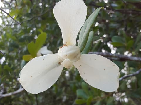 Flag pawpaw (Asimina obovata) large white flower with three spreading outer petals among leaves