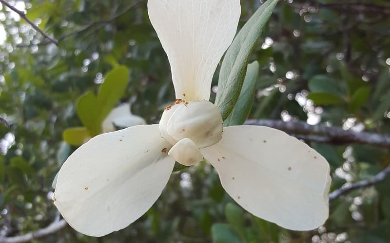 Flag pawpaw (Asimina obovata) large white flower with three spreading outer petals among leaves