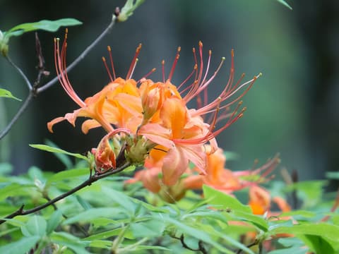 Flame azalea (Rhododendron calendulaceum) orange flower cluster with long red stamens