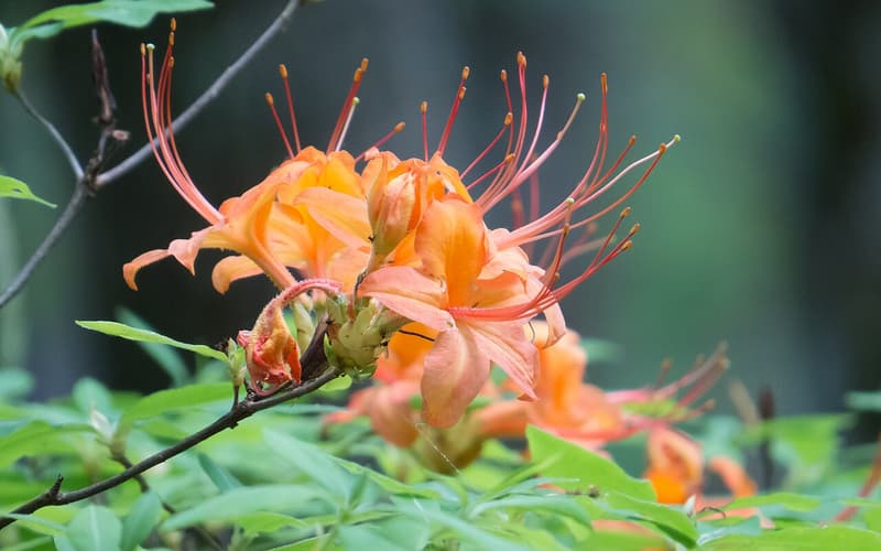 Flame azalea (Rhododendron calendulaceum) orange flower cluster with long red stamens