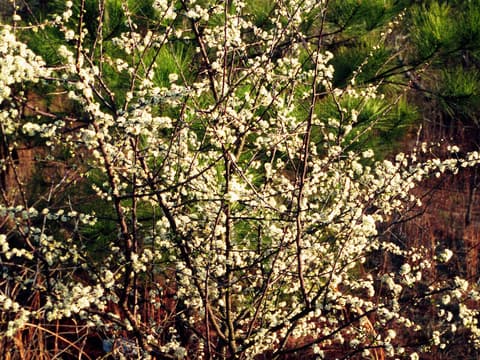 Flatwoods plum (Prunus umbellata) small tree covered in white spring bloom in front of pines