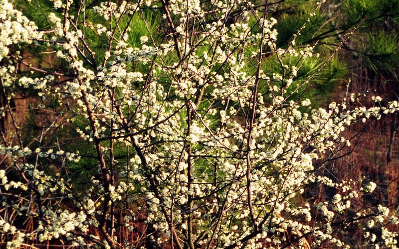Flatwoods plum (Prunus umbellata) small tree covered in white spring bloom in front of pines