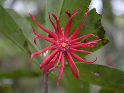 Florida anise (Illicium floridanum) dark red, star-shaped flower with narrow petals among glossy leaves