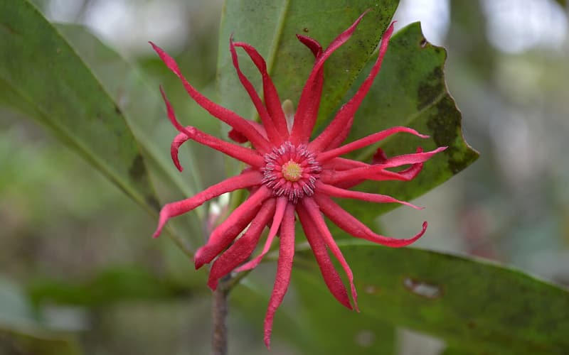 Florida anise (Illicium floridanum) dark red, star-shaped flower with narrow petals among glossy leaves