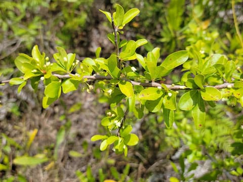 Florida bully (Sideroxylon reclinatum) small bright green leaves and tiny white flowers on a gray twig