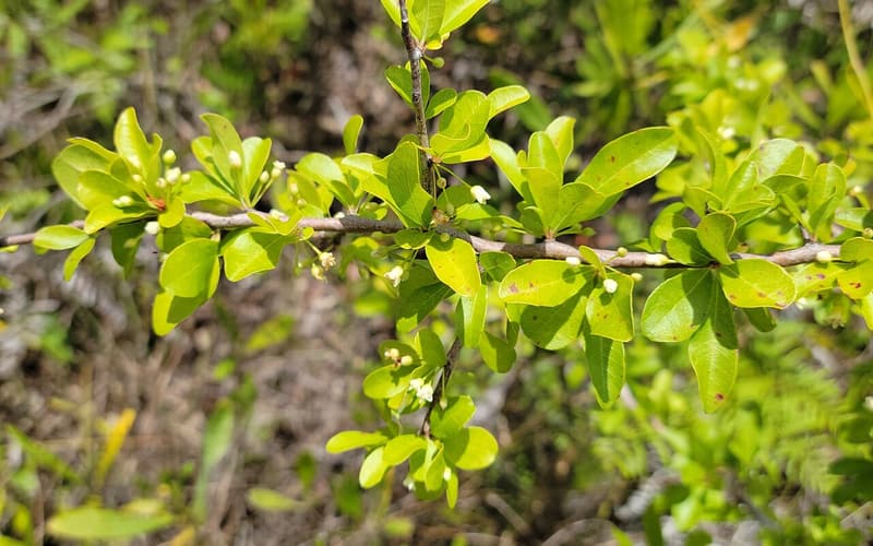 Florida bully (Sideroxylon reclinatum) small bright green leaves and tiny white flowers on a gray twig