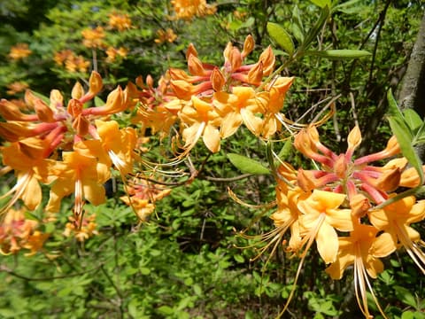 Florida flame azalea (Rhododendron austrinum) shrub with clusters of orange flowers and red tubes