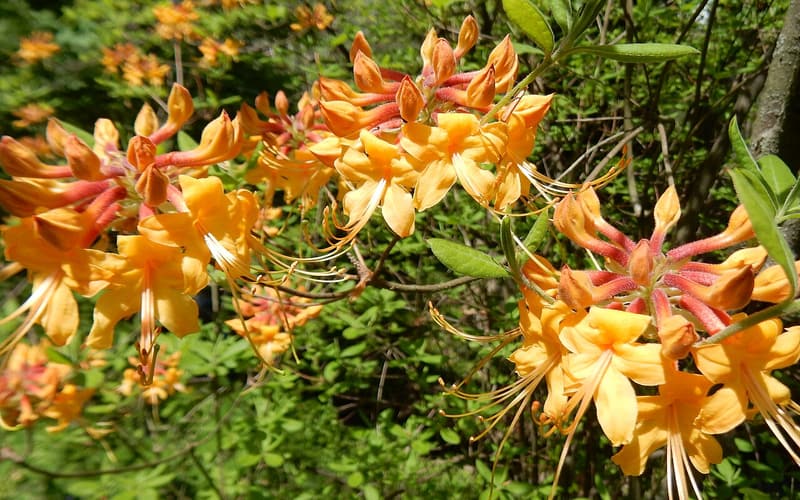 Florida flame azalea (Rhododendron austrinum) shrub with clusters of orange flowers and red tubes