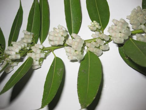 Florida leucothoe (Agarista populifolia) branch with clusters of white bell flowers in the leaf axils