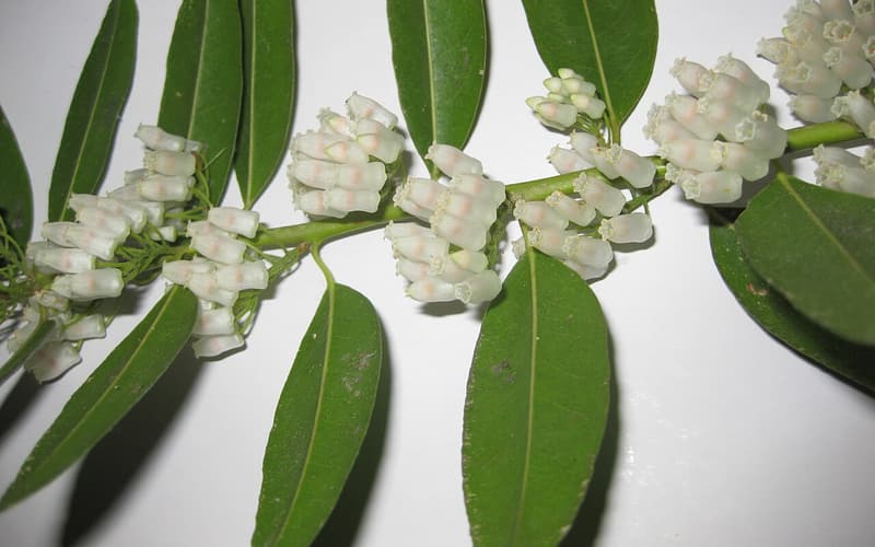 Florida leucothoe (Agarista populifolia) branch with clusters of white bell flowers in the leaf axils
