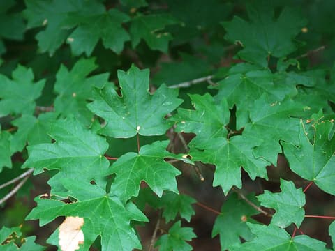 Florida maple (Acer floridanum) branch of lobed green leaves on red leaf stalks
