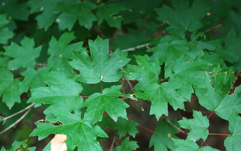 Florida maple (Acer floridanum) branch of lobed green leaves on red leaf stalks
