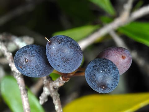 Florida swamp privet (Forestiera segregata) waxy blue-black fruits among small oval leaves