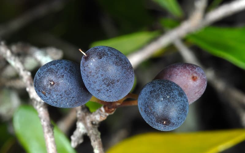 Florida swamp privet (Forestiera segregata) waxy blue-black fruits among small oval leaves