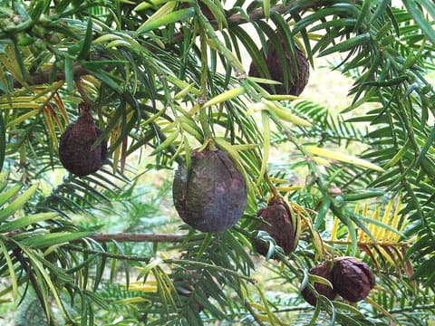 Florida torreya (Torreya taxifolia) purple-streaked ripening seeds hanging among glossy, sharp-tipped needles