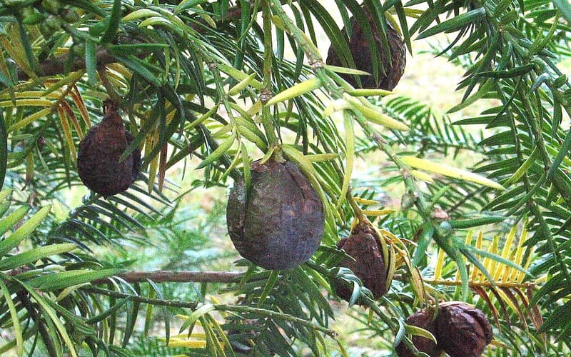 Florida torreya (Torreya taxifolia) purple-streaked ripening seeds hanging among glossy, sharp-tipped needles