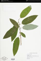 Florida willow (Salix floridana) pressed herbarium specimen, a twig with broad leaves green above and whitish beneath