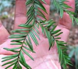 Florida yew (Taxus floridana) sprig of flat, dark green needles in two rows, held over an open hand