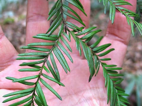 Florida yew (Taxus floridana) sprig of flat, dark green needles in two rows, held over an open hand
