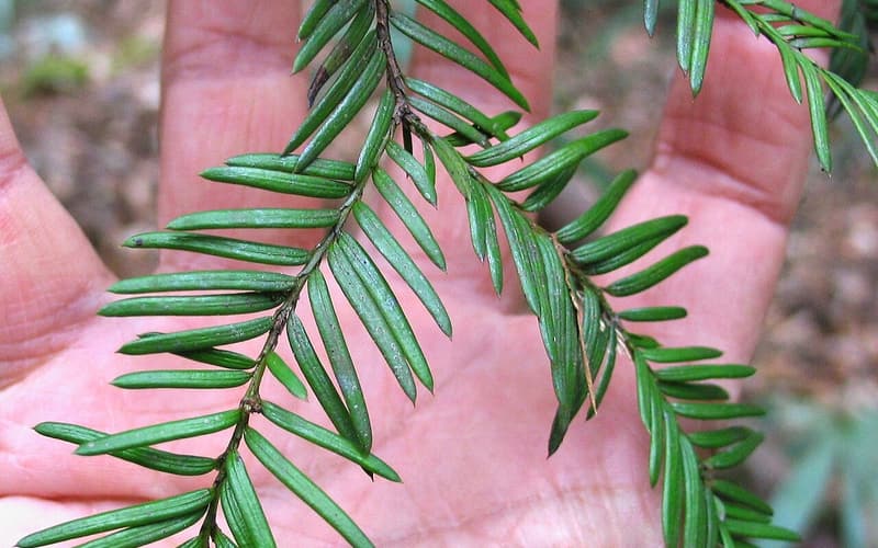 Florida yew (Taxus floridana) sprig of flat, dark green needles in two rows, held over an open hand