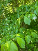 Flowering dogwood (Cornus florida) in summer leaf, next spring's round flower buds set at the tips of its layered branches