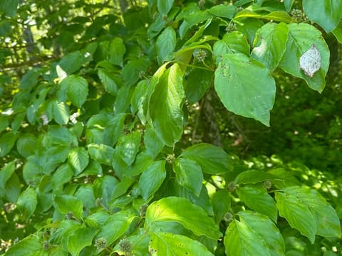 Flowering Dogwood