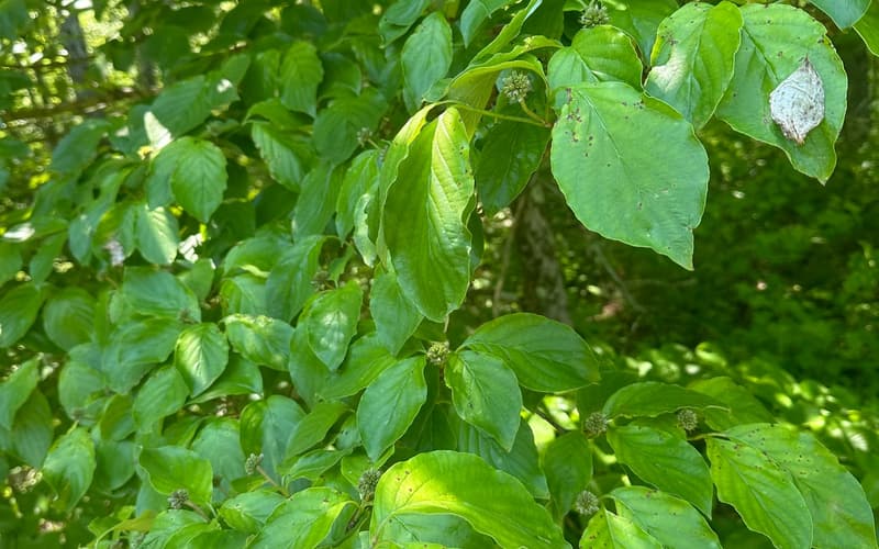 Flowering dogwood (Cornus florida) in summer leaf, next spring's round flower buds set at the tips of its layered branches