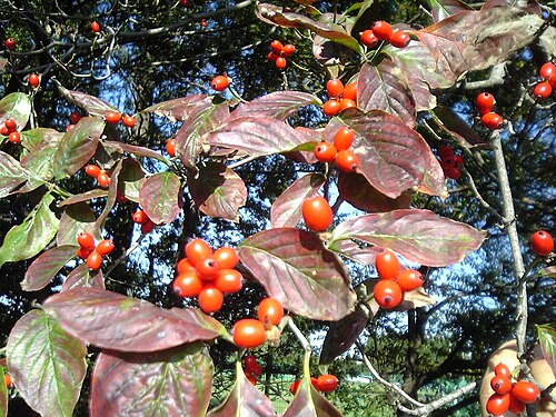 Flowering Dogwood (Cornus florida)