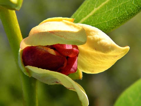 Four-petal pawpaw (Asimina tetramera) nodding flower with cream outer petals and maroon inner petals
