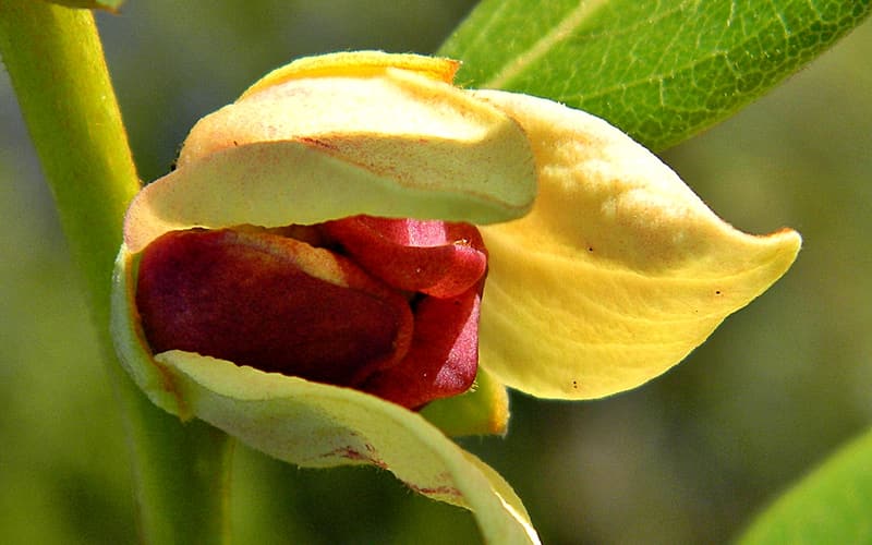 Four-petal pawpaw (Asimina tetramera) nodding flower with cream outer petals and maroon inner petals