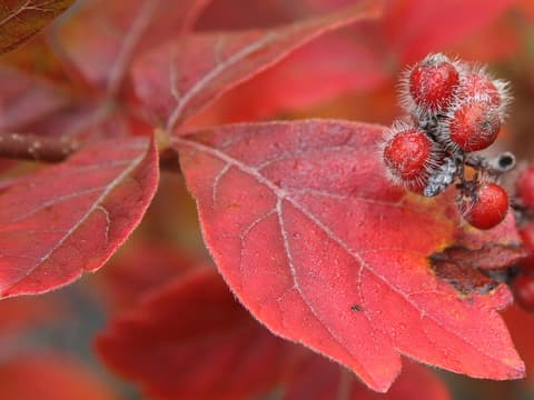 Fragrant sumac (Rhus aromatica) fuzzy red fruit among red autumn leaves