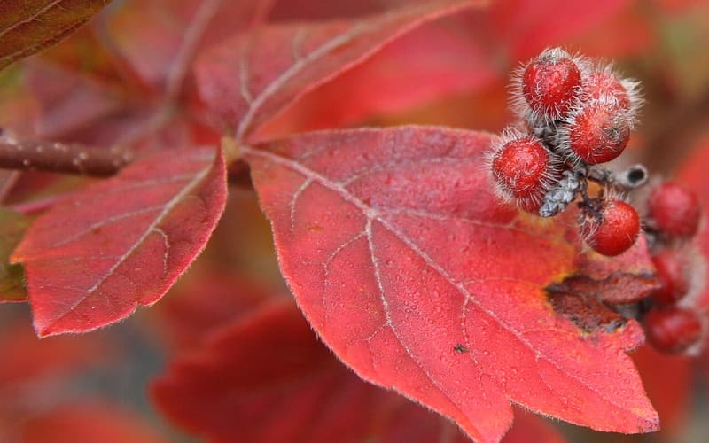 Fragrant sumac (Rhus aromatica) fuzzy red fruit among red autumn leaves