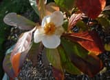 Franklin tree (Franklinia alatamaha) white flower with yellow stamens among red fall leaves