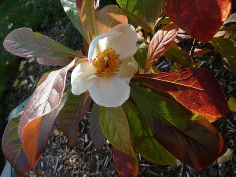 Franklin tree (Franklinia alatamaha) white flower with yellow stamens among red fall leaves