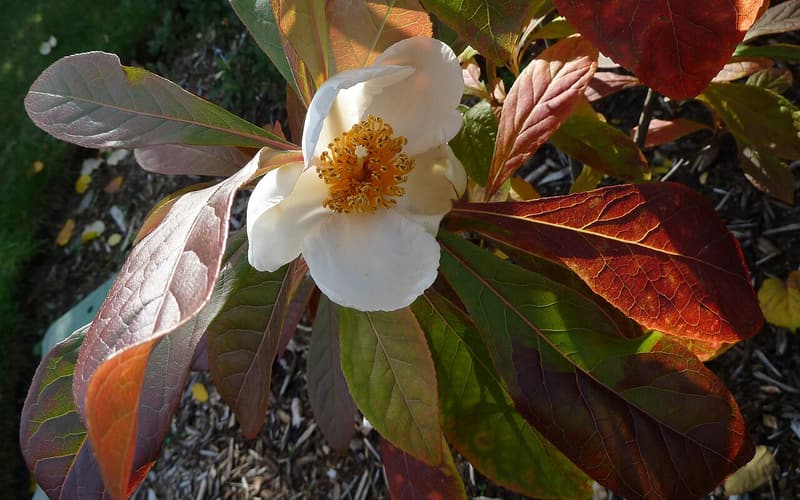 Franklin tree (Franklinia alatamaha) white flower with yellow stamens among red fall leaves