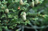 Fraser fir (Abies fraseri) branch with upright young cones among short, dense needles