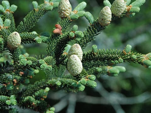 Fraser fir (Abies fraseri) branch with upright young cones among short, dense needles