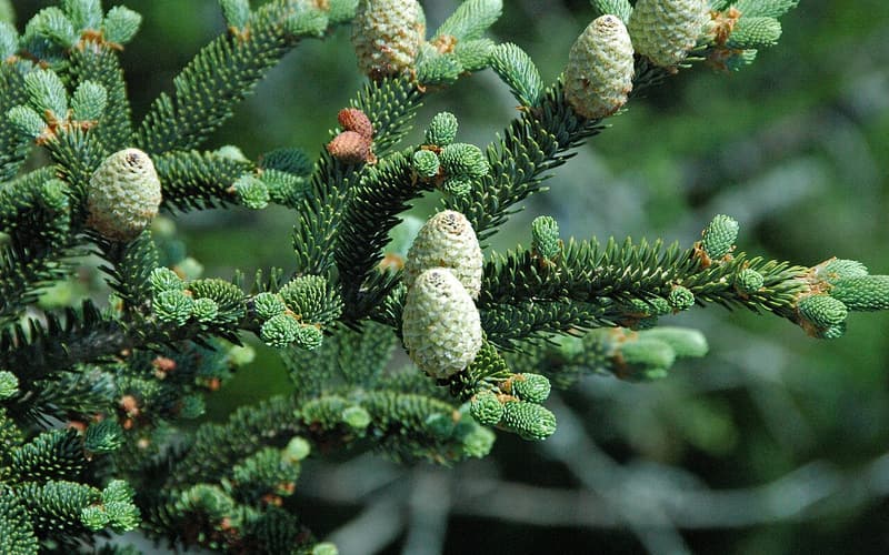 Fraser fir (Abies fraseri) branch with upright young cones among short, dense needles