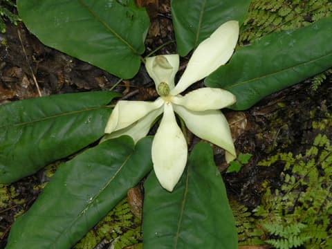 Fraser magnolia (Magnolia fraseri) creamy white flower in the center of a whorl of large leaves