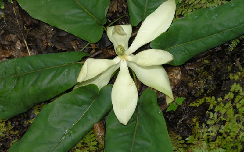 Fraser magnolia (Magnolia fraseri) creamy white flower in the center of a whorl of large leaves