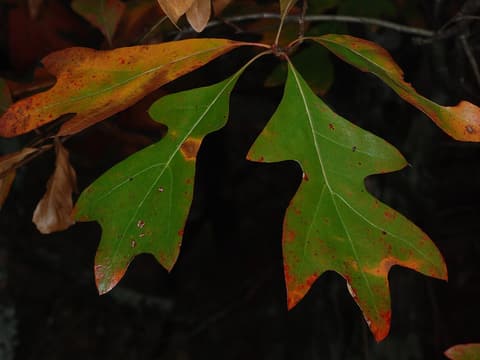 Georgia oak (Quercus georgiana) branch of bristle-tipped lobed leaves turning red and orange in fall
