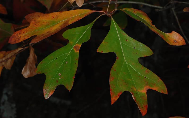 Georgia oak (Quercus georgiana) branch of bristle-tipped lobed leaves turning red and orange in fall