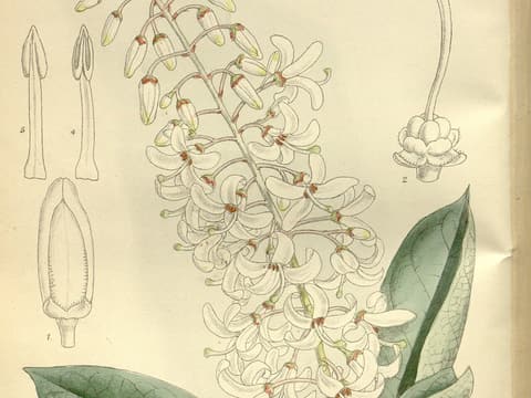 Georgia plume (Elliottia racemosa) botanical plate of an upright raceme of white flowers