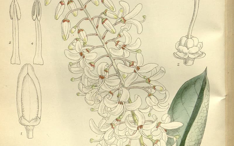 Georgia plume (Elliottia racemosa) botanical plate of an upright raceme of white flowers