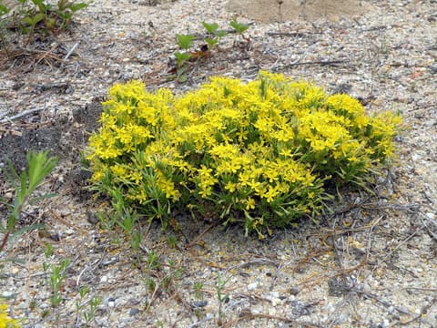 Golden heather (Hudsonia ericoides) mat covered in small yellow flowers on bare sand