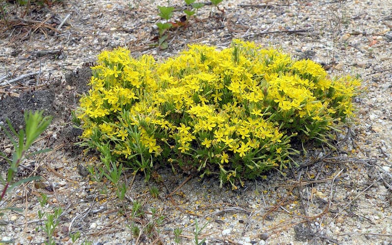 Golden heather (Hudsonia ericoides) mat covered in small yellow flowers on bare sand