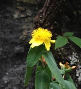 Golden St. John's-wort (Hypericum frondosum) yellow flower with a dense brush of stamens on a cliff